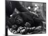 Five Year Old Gorilla Lying Down, Being Comforted by a Keeper-Frederick William Bond-Mounted Photographic Print