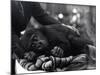 Five Year Old Gorilla Lying Down, Being Comforted by a Keeper-Frederick William Bond-Mounted Photographic Print