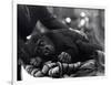 Five Year Old Gorilla Lying Down, Being Comforted by a Keeper-Frederick William Bond-Framed Photographic Print