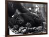 Five Year Old Gorilla Lying Down, Being Comforted by a Keeper-Frederick William Bond-Framed Photographic Print