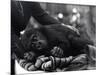 Five Year Old Gorilla Lying Down, Being Comforted by a Keeper-Frederick William Bond-Mounted Photographic Print