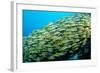 Fivelined Snapper School (Lutjanus Quinquelineatus) Indian Ocean-Reinhard Dirscherl-Framed Photographic Print