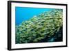 Fivelined Snapper School (Lutjanus Quinquelineatus) Indian Ocean-Reinhard Dirscherl-Framed Photographic Print