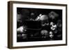 Fixed Gaze-Fulvio Pellegrini-Framed Photographic Print