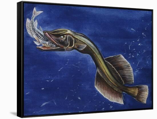 Flabby Whalefish (Cetomimus Sp) Cetomimidae, Drawing-null-Framed Stretched Canvas