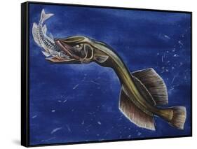 Flabby Whalefish (Cetomimus Sp) Cetomimidae, Drawing-null-Framed Stretched Canvas