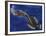 Flabby Whalefish (Cetomimus Sp) Cetomimidae, Drawing-null-Framed Giclee Print