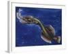 Flabby Whalefish (Cetomimus Sp) Cetomimidae, Drawing-null-Framed Giclee Print