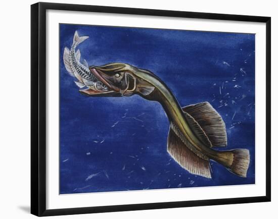 Flabby Whalefish (Cetomimus Sp) Cetomimidae, Drawing-null-Framed Giclee Print