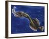 Flabby Whalefish (Cetomimus Sp) Cetomimidae, Drawing-null-Framed Giclee Print