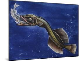 Flabby Whalefish (Cetomimus Sp) Cetomimidae, Drawing-null-Mounted Giclee Print