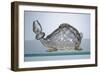 Flacon en forme de tortue aux armes des Médicis-null-Framed Giclee Print