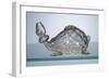 Flacon en forme de tortue aux armes des Médicis-null-Framed Giclee Print