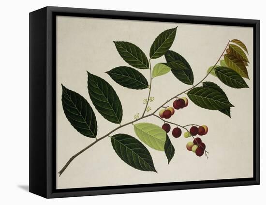 Flacourtia Rukam-null-Framed Stretched Canvas