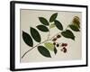 Flacourtia Rukam-null-Framed Giclee Print