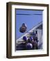 Flag Balloons Flying Out of a Small Door-Gary D^ Ercole-Framed Photographic Print