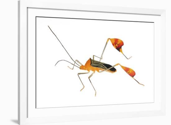 Flag-Footed Bug (Anisocelis Flavolineata) Gamboa, Panama Meetyourneighbours. Net Project-Jp Lawrence-Framed Photographic Print