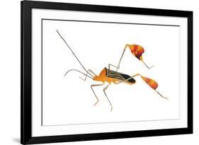 Flag-Footed Bug (Anisocelis Flavolineata) Gamboa, Panama Meetyourneighbours. Net Project-Jp Lawrence-Framed Photographic Print