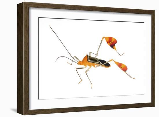 Flag-Footed Bug (Anisocelis Flavolineata) Gamboa, Panama Meetyourneighbours. Net Project-Jp Lawrence-Framed Photographic Print