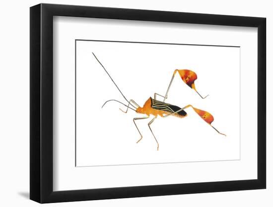 Flag-Footed Bug (Anisocelis Flavolineata) Gamboa, Panama Meetyourneighbours. Net Project-Jp Lawrence-Framed Photographic Print