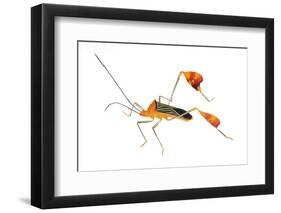 Flag-Footed Bug (Anisocelis Flavolineata) Gamboa, Panama Meetyourneighbours. Net Project-Jp Lawrence-Framed Photographic Print