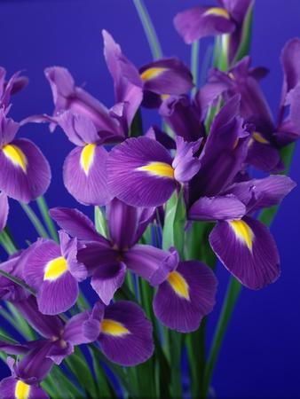 Flag Irises, 1998 (Photo) Giclee Print | AllPosters.com