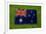 Flag of Australia on Grass-raphtong-Framed Art Print