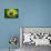 Flag Of Brasil-Cla78-Art Print displayed on a wall