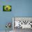 Flag Of Brasil-Cla78-Stretched Canvas displayed on a wall