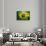 Flag Of Brasil-Cla78-Stretched Canvas displayed on a wall