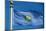 Flag of Conch Republic-jiawangkun-Mounted Photographic Print