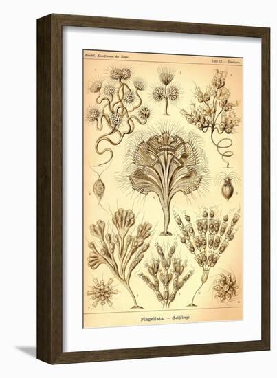 Flagellates-Ernst Haeckel-Framed Art Print