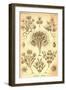 Flagellates-Ernst Haeckel-Framed Art Print