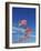 Flags at Washington Monument-David Papazian-Framed Photographic Print