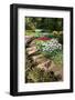 Flagstone Path with Spring Flowers-Colette2-Framed Photographic Print