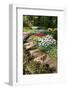 Flagstone Path with Spring Flowers-Colette2-Framed Photographic Print