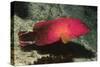 Flagtail Grouper-Hal Beral-Stretched Canvas