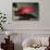 Flagtail Grouper-Hal Beral-Framed Stretched Canvas displayed on a wall