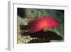 Flagtail Grouper-Hal Beral-Framed Photographic Print