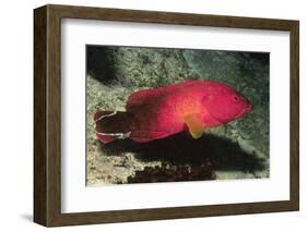 Flagtail Grouper-Hal Beral-Framed Photographic Print