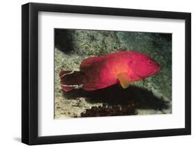 Flagtail Grouper-Hal Beral-Framed Photographic Print