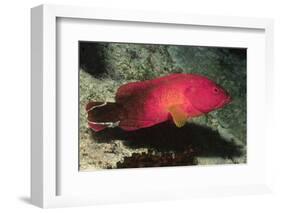 Flagtail Grouper-Hal Beral-Framed Photographic Print