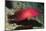 Flagtail Grouper-Hal Beral-Mounted Photographic Print