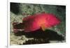 Flagtail Grouper-Hal Beral-Framed Photographic Print