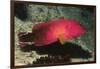 Flagtail Grouper-Hal Beral-Framed Photographic Print