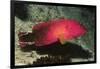 Flagtail Grouper-Hal Beral-Framed Photographic Print