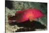 Flagtail Grouper-Hal Beral-Stretched Canvas