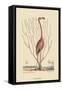 Flaimingo-Mark Catesby-Framed Stretched Canvas