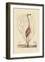 Flaimingo-Mark Catesby-Framed Art Print