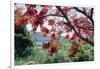 Flamboyan Tree On Culebra, Puerto Rico-George Oze-Framed Photographic Print